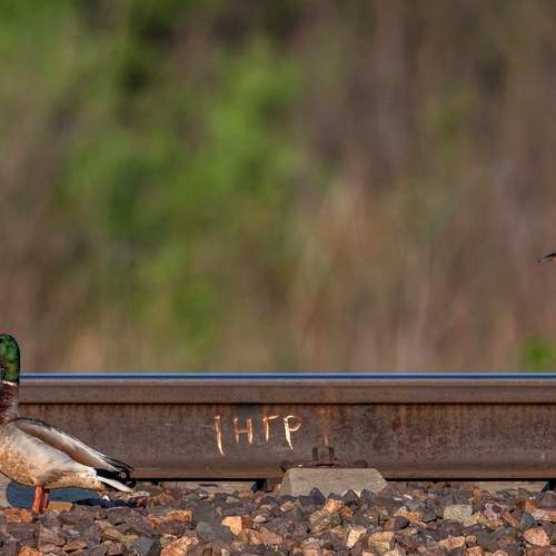 Photo #13714310