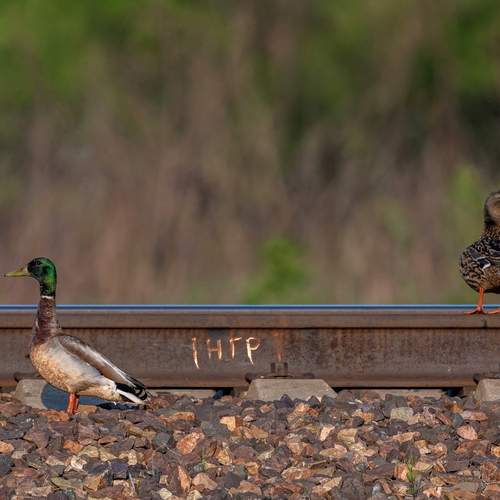 Photo #13714313