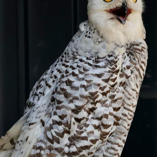 Photo #13714387