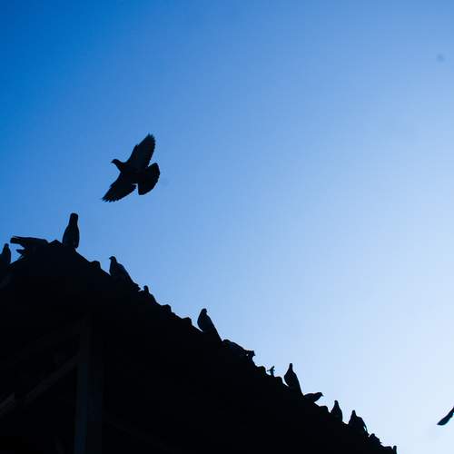 Photo #13714394