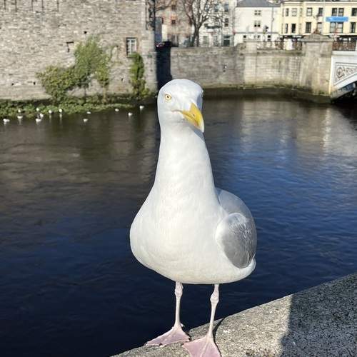 When in Dublin