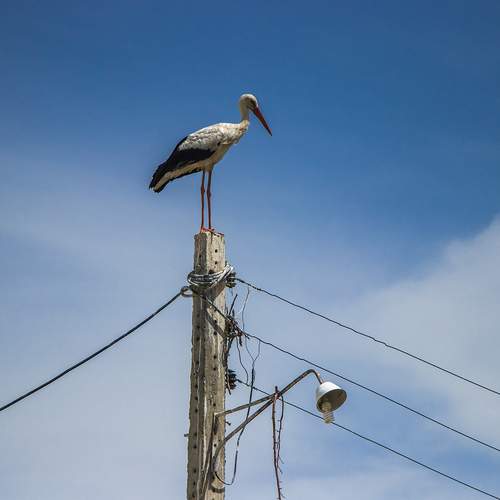 Photo #13714490