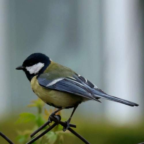 Photo #13714555