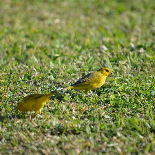 Ouro no gramado.