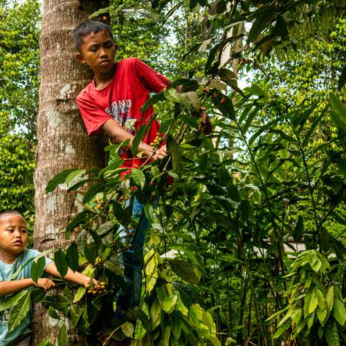 The Tree Hunters