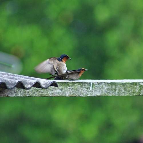 “Urban Wings – Where Nature Meets Rooftops”