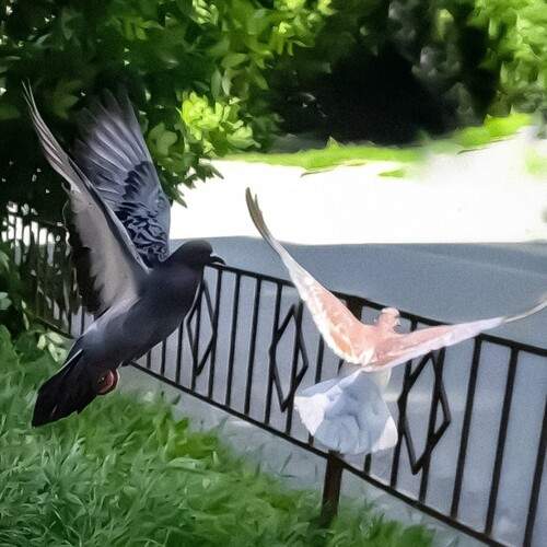 Photo #13714750