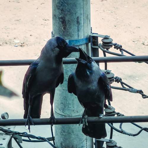 Love of the pairs