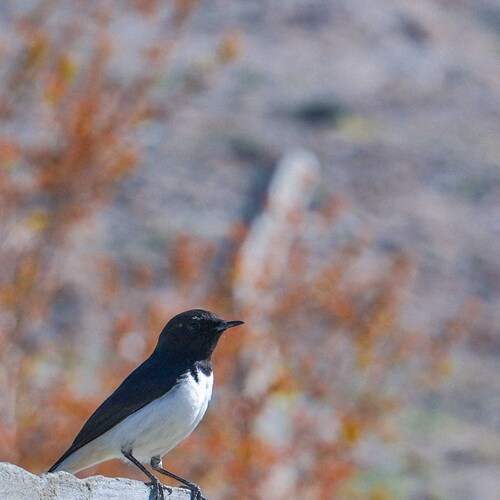 bird