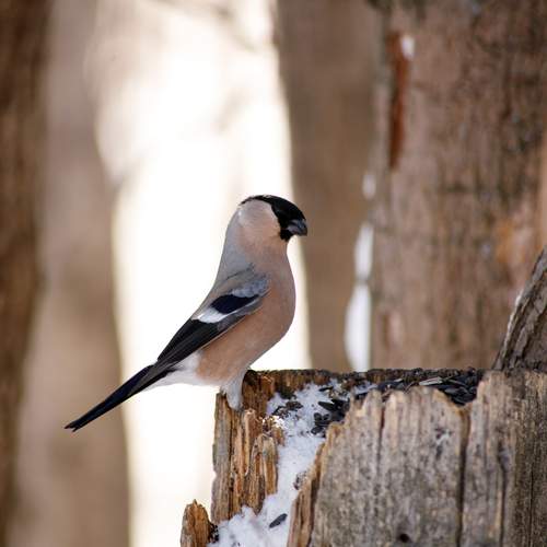 Photo #13714927