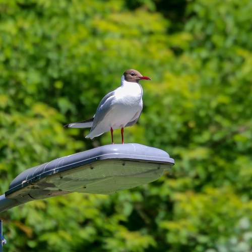 Photo #13715050