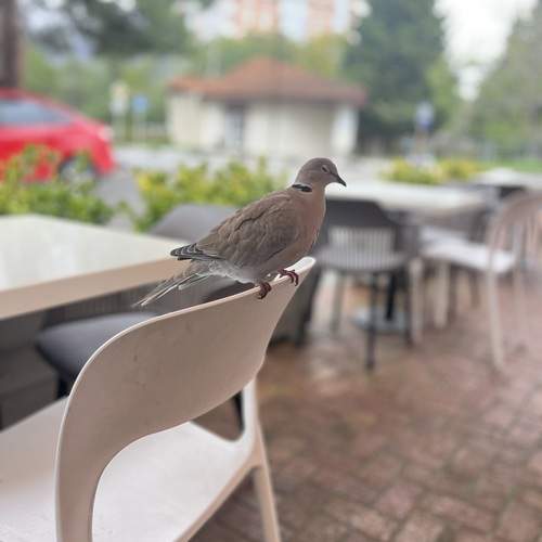 Photo #13715065