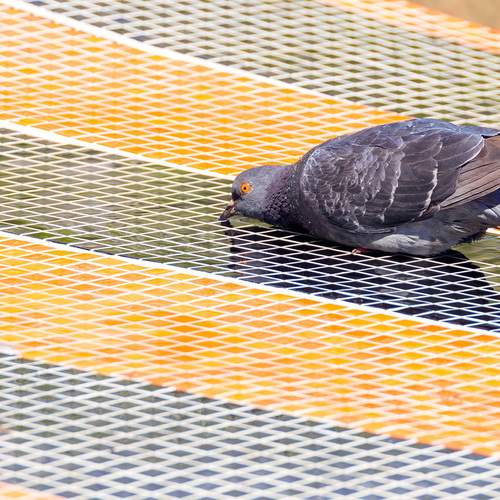 Photo #13715167