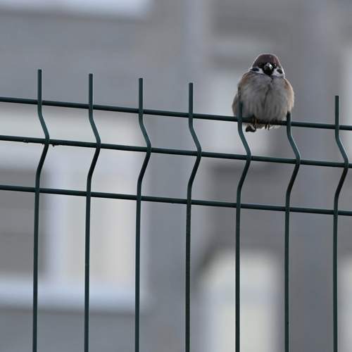 Photo #13715267