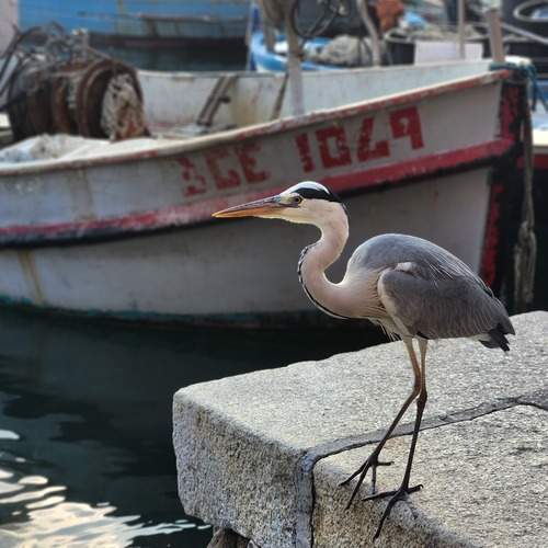 Photo #13715292