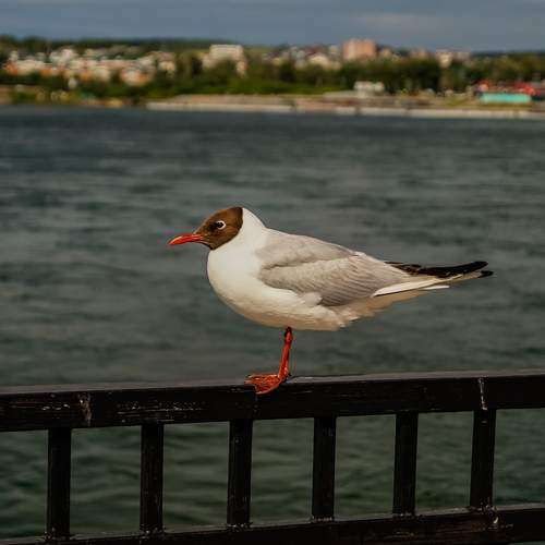 Photo #13715358