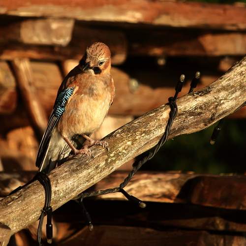 Photo #13715359