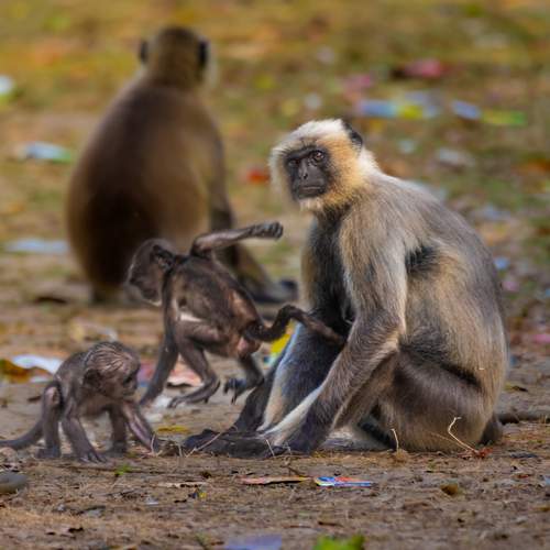 Photo #13715365