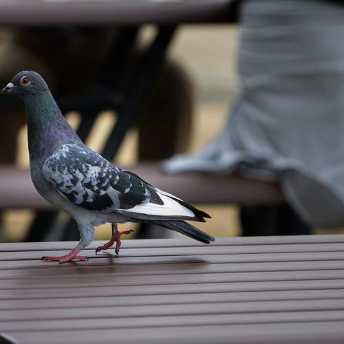 Photo #13715369