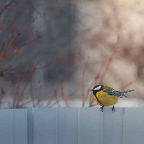 Photo #13715436