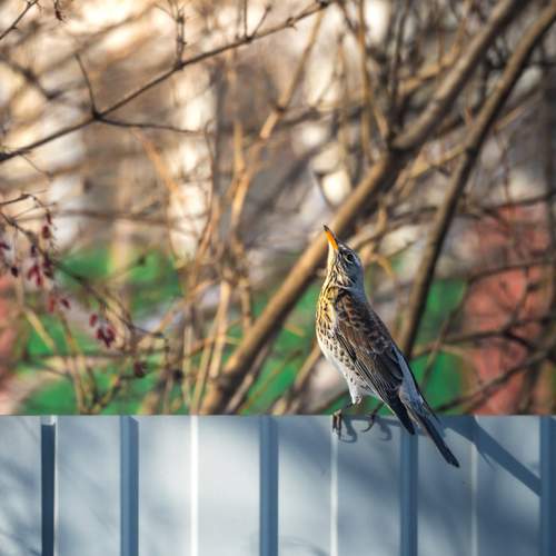 Photo #13715440