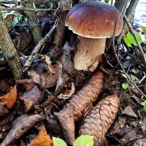 Photo #13715462