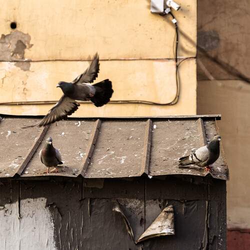 Photo #13715523