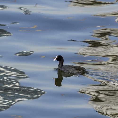 Photo #13715534