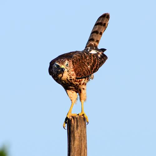The Urban Raptor.