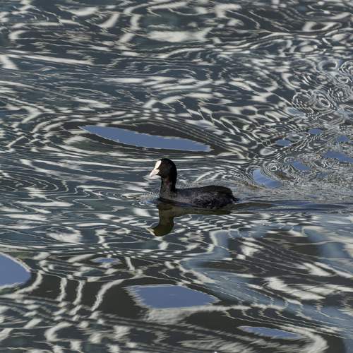 Photo #13715554