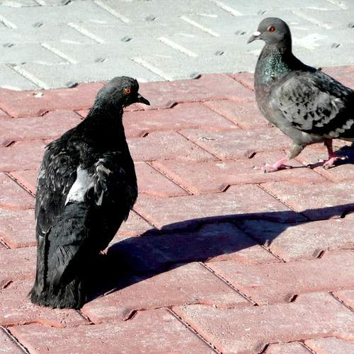 Photo #13715595