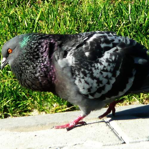 Photo #13715596