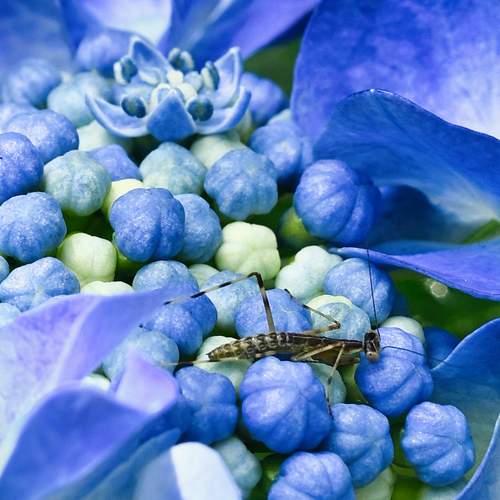 Dweller in Blue