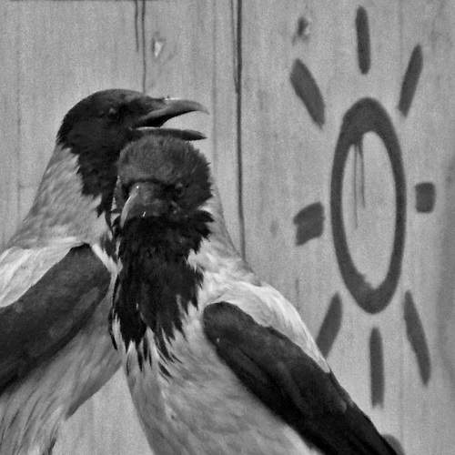 Crows