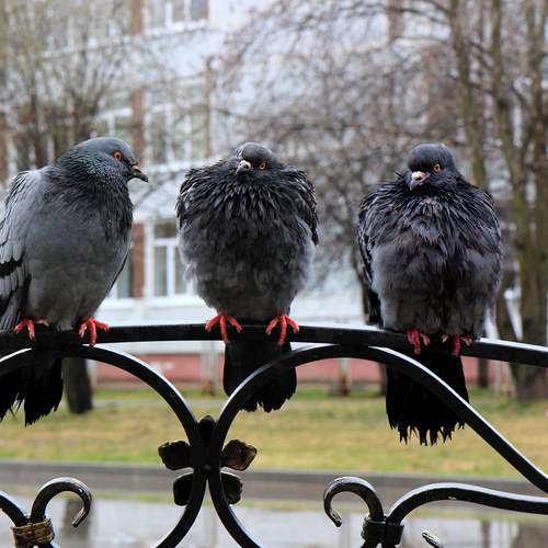 Photo #13715710