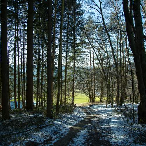 A spectacular wide landscape photograph showing a beautiful winter forest path with tall pine trees covered in light snow under bright sunlight