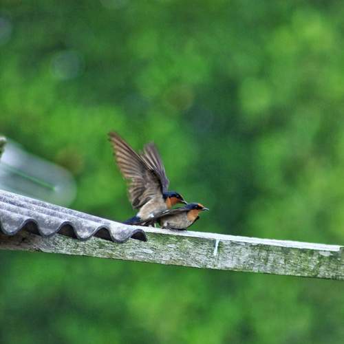 \"Companion on the Rooftop – The Same Morning, The Same Lens, A Different Moment\"