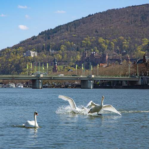 A spectacular panoramic landscape photograph showing white mute swans cygnus olor landing on the Neckar river near a bridge and Heidelberg castle hills
