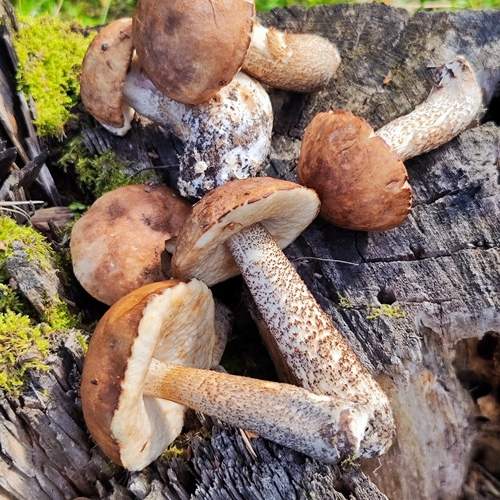 Photo #13715935