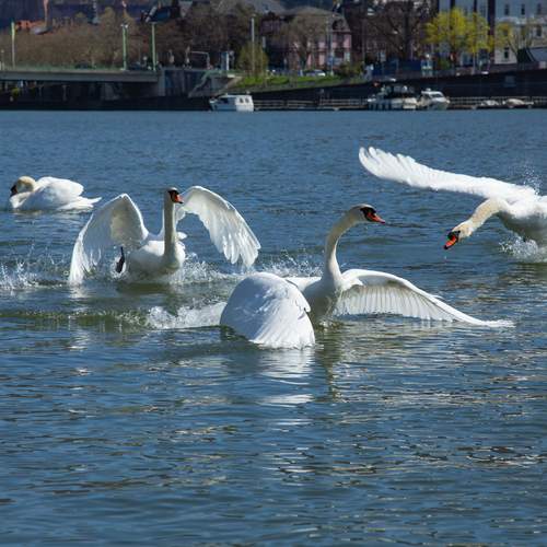 A spectacular dynamic action landscape photograph showing several white mute swans cygnus olor landing and running on a river water surface with huge splashes