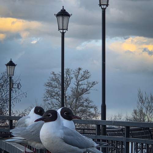 Photo #13715997