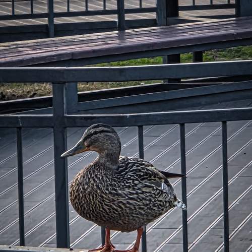 Photo #13715999