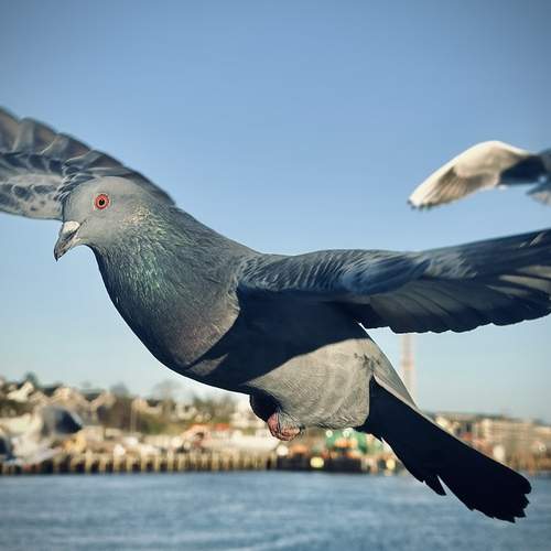 Photo #13716014