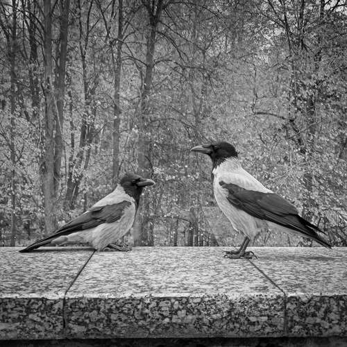 Photo #13716066