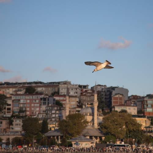Photo #13716089