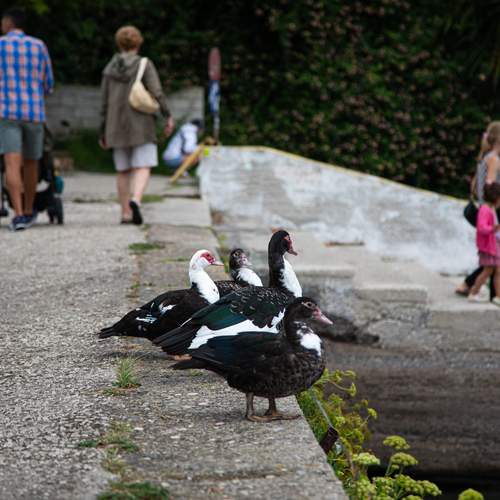 Photo #13716090