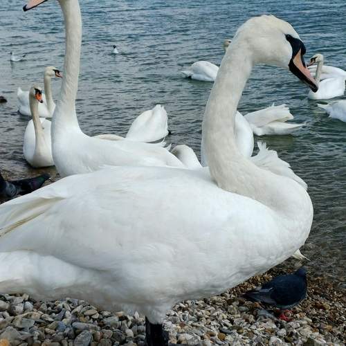 Photo #13716199