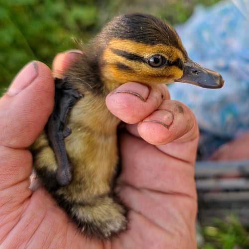 Photo #13716230