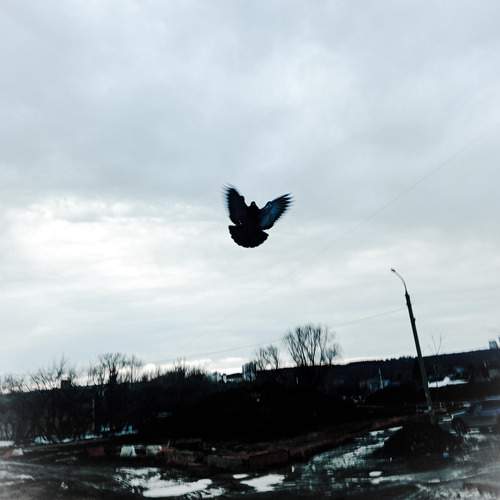 Photo #13716237