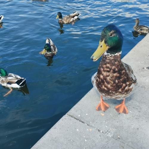 Photo #13716261